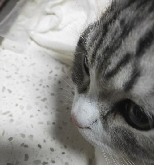 揭秘——猫鼻子的常见病及治疗方法（宠物猫鼻子出现问题）