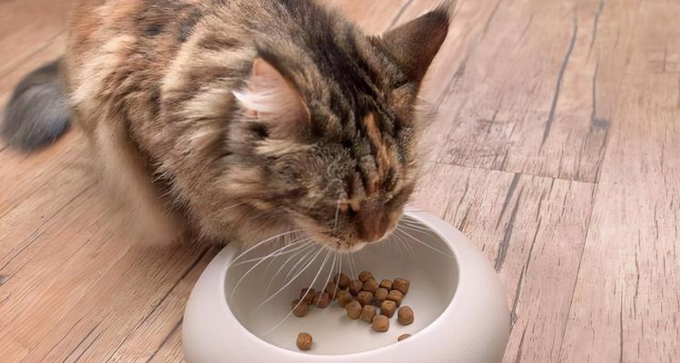 猫吃米饭会影响健康吗（以宠物为主）