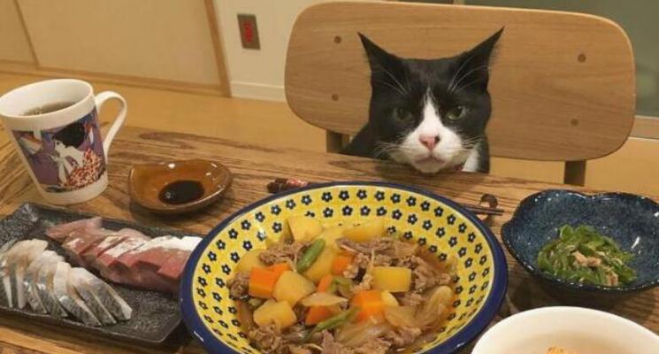 猫吃米饭会影响健康吗（以宠物为主）