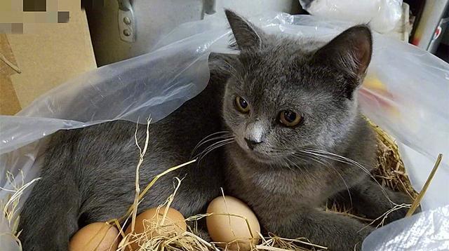 猫吃生鸡蛋的好处与坏处（探究为什么猫喜欢吃生鸡蛋）