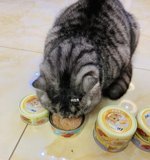当猫吃太多，会有哪些问题（宠物猫的饮食需求）