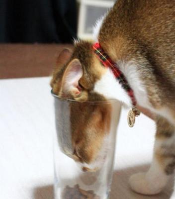 猫为什么除了猫粮吃什么都吐（探究猫咪的饮食习惯和消化系统）