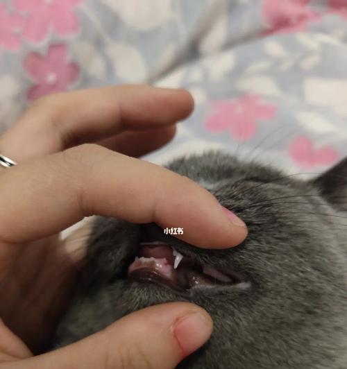 宠物换牙（猫换牙会有什么反应）