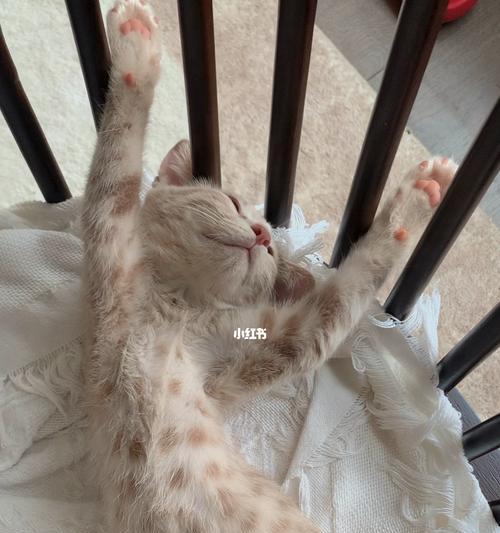猫咪为何喜欢露肚子睡（探寻猫咪露肚子睡的原因和意义）