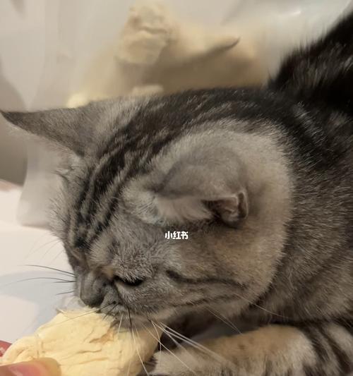为什么猫不能吃米饭（探究猫咪食谱的重要性及猫咪饮食健康的保障）