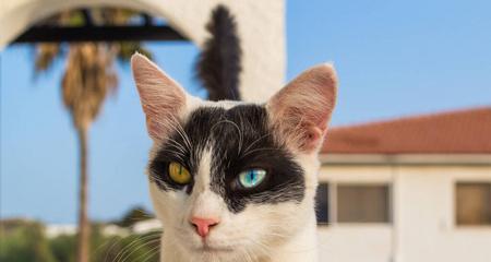 揭秘猫眼睛的奇妙世界（探索猫咪眼中的五彩斑斓）