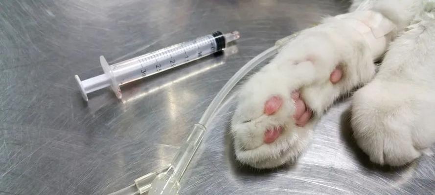 宠物猫咪白细胞低的原因与治疗方法（了解猫咪白细胞低）