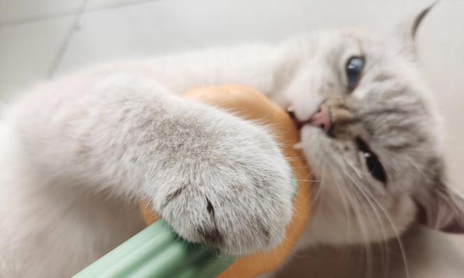 如何处理猫咪鼻支问题（宠物的健康与你密不可分）