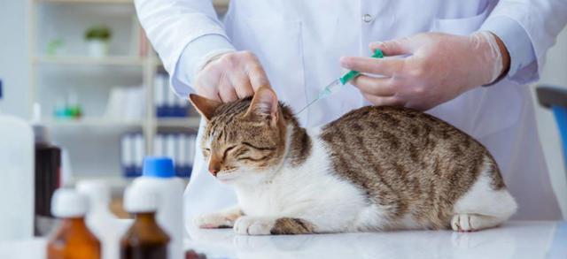 猫咪肠炎的饮食调理（宠物消化困难怎么办？——从饮食入手）