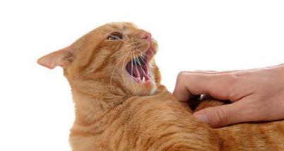 猫咪喘气的原因和治疗方法（探究宠物猫咪喘气的症状和解决方案）