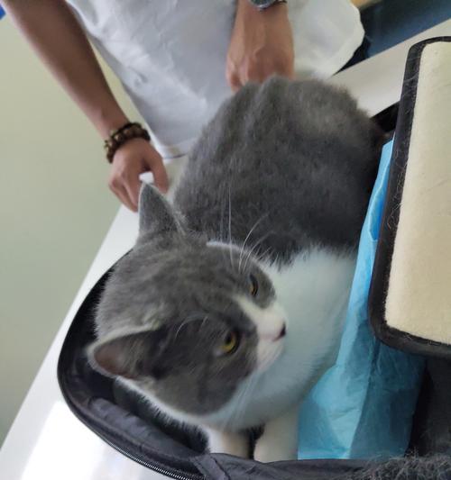 猫咪打了疫苗拉稀怎么办（宠物养护中的注意事项）