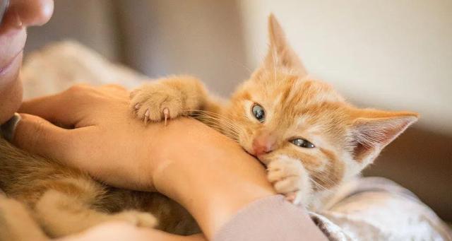 宠物养护知识（打疫苗的猫咪是否需要避免服用药物）