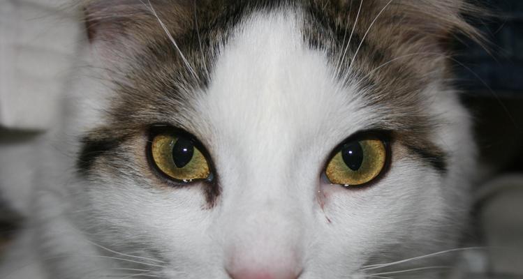 猫咪大小眼的问题及解决方法（探究猫咪大小眼的成因）
