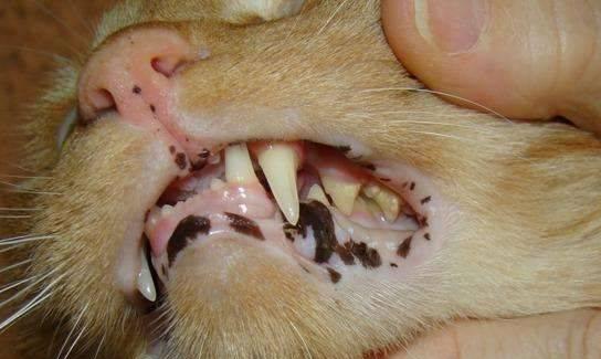 猫咪牙龈炎治疗方法（关爱宠物口腔健康）