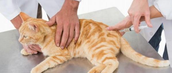 宠物肿瘤治疗指南（以猫咪为例）