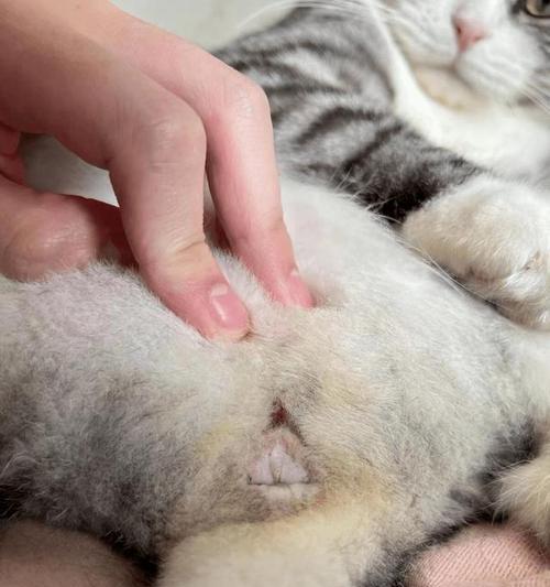 如何正确拔除宠物猫咪的导尿管（以猫咪为例）