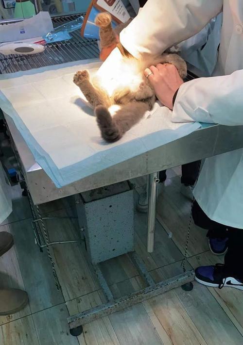 如何正确拔除宠物猫咪的导尿管（以猫咪为例）