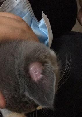 探究猫咪耳朵脱毛的原因（宠物的健康问题不能忽视）