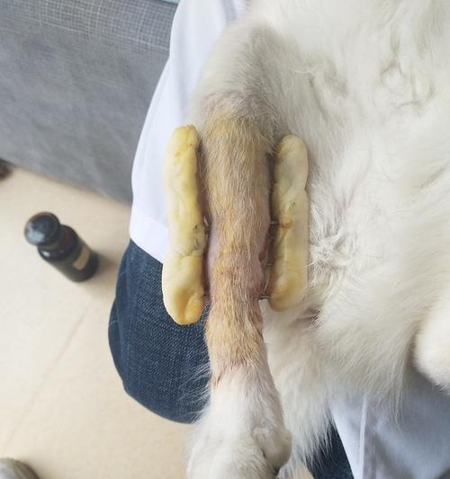 猫咪脚骨折如何治疗（以中药为主的治疗方法）