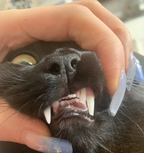 猫咪的牙为什么会断（探究猫咪的口腔健康问题）