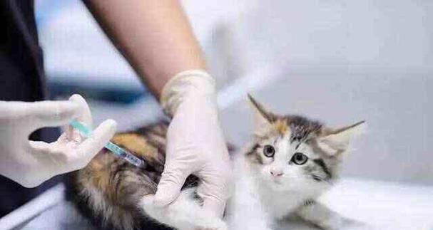 猫咪第三针疫苗与狂犬疫苗联合接种的必要性（猫咪健康保障）