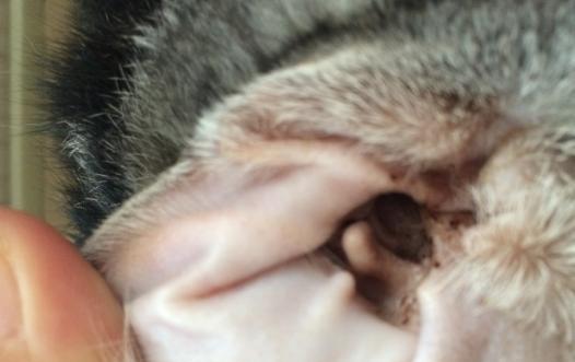 宠物猫耳螨的严重性及治疗方法（了解猫耳螨的症状和治疗方式）