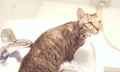 猫咪发情期间可以洗澡吗（洗澡前需要注意哪些事项）