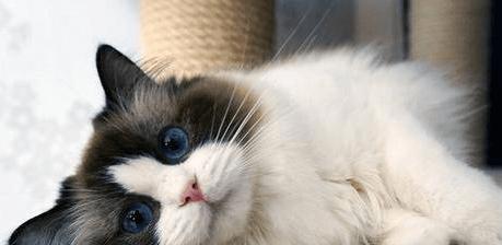 猫咪发烧白细胞升高的原因和预防方法（以宠物为主）