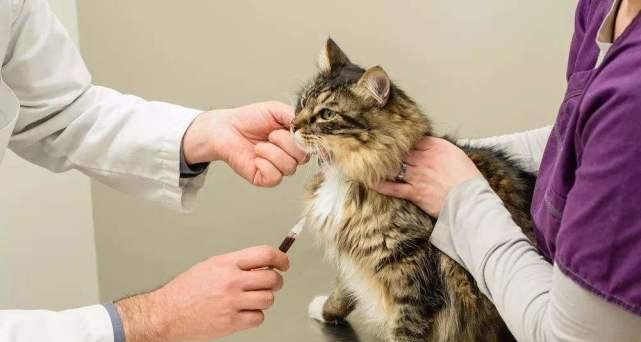 猫咪发烧（探究发烧对猫咪健康的影响与应对之策）
