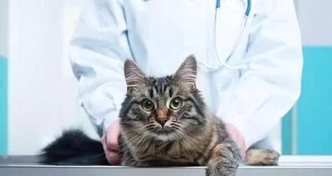 猫咪肺部感染的治疗方法（保护您爱宠的健康）