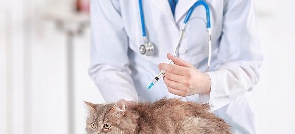猫咪肺炎，宠物生死攸关的疾病（宠物猫患上肺炎的原因和治疗方法）