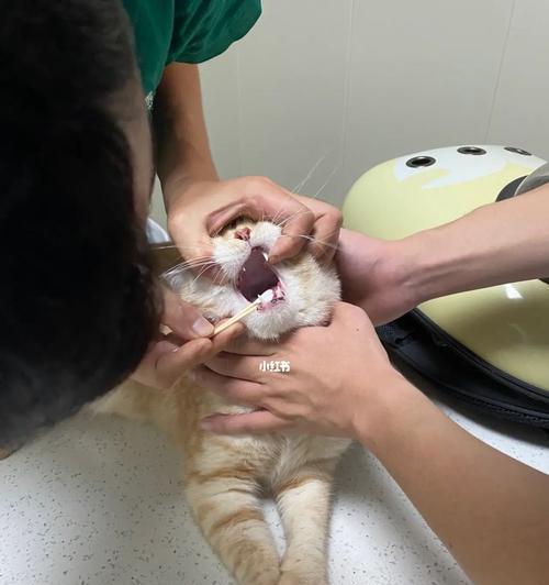 猫咪腹腔积水的治疗方式和注意事项（从饮食、药物到手术）