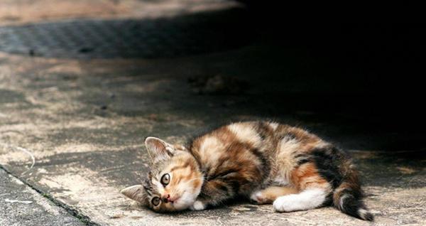 猫咪腹泻呕吐的原因分析（宠物健康必看）