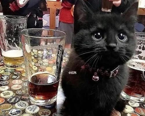 猫咪喝啤酒的危害（以宠物为主）