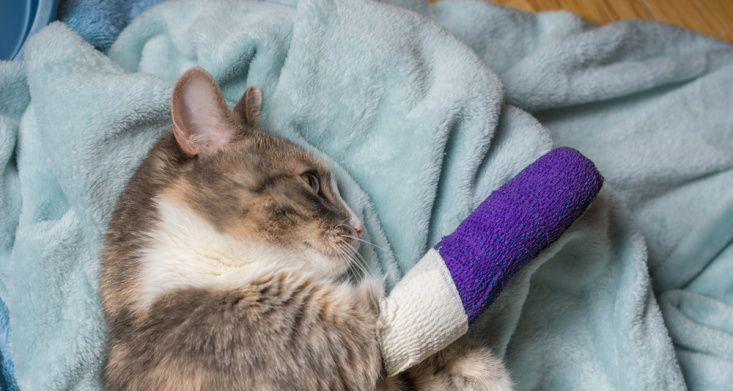 宠物猫咪的脚骨折会对其健康造成哪些影响（了解猫咪脚骨折的治疗方法和康复措施）