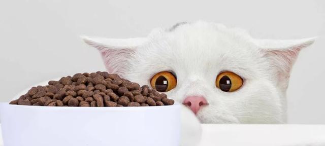 猫咪能否吃狗粮（宠物饲养需知）