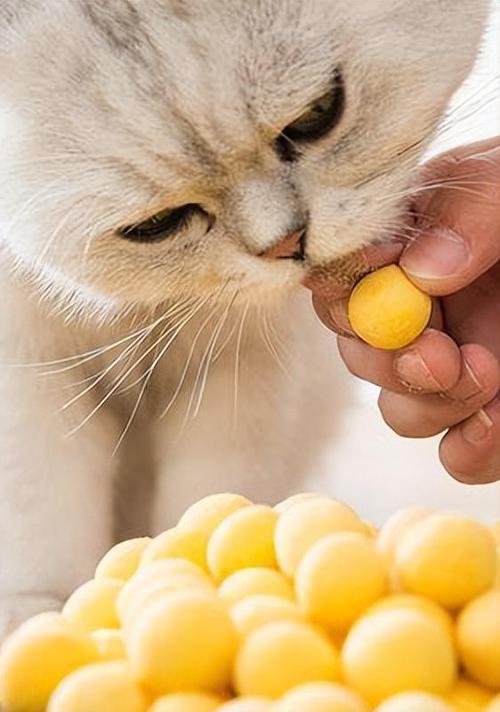猫咪能吃鸡蛋吗（探究猫咪食用鸡蛋的利与弊）