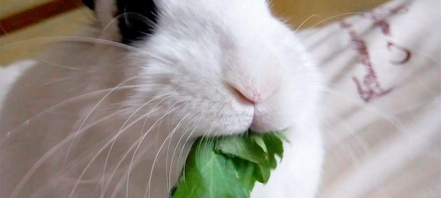 猫咪可以吃生芹菜吗（猫咪的饮食需要多样化和均衡）