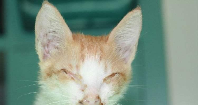 猫咪气管发炎治疗全攻略（探究猫咪气管发炎的原因及如何选择药物治疗）