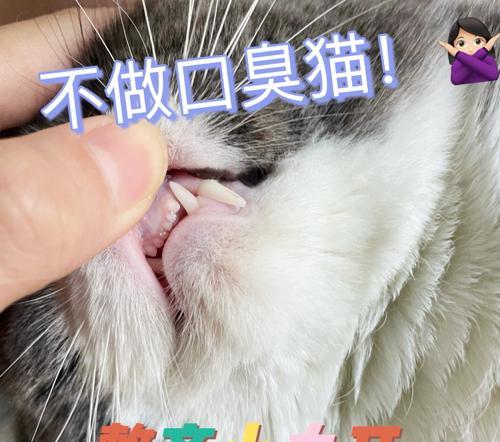 猫咪上牙断了该如何处理（宠物护理小技巧）