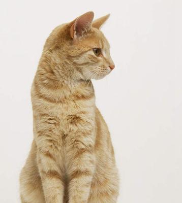猫咪为什么喜欢蹲着（探究猫咪蹲着的行为习惯及其原因）