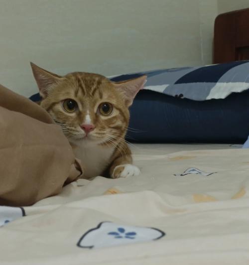 猫咪为什么喜欢爬床（探究猫咪的行为习惯和喜好）