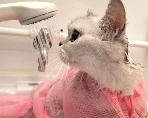 宠物猫咪洗澡后的正确吹干方法（如何选择适合猫咪的吹风机及“猫咪吹干”）