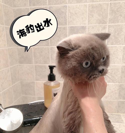 小心（为何不建议给猫咪洗澡）