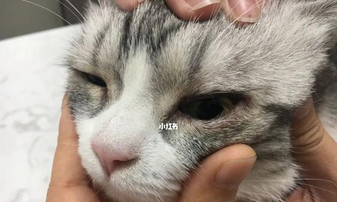 猫咪下眼睑肿胀的原因及治疗方法