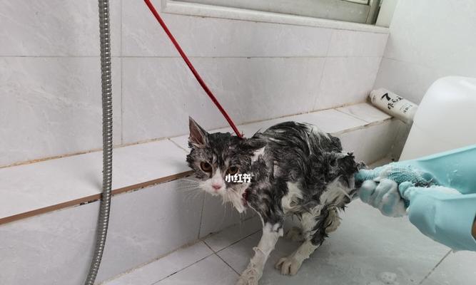 宠物猫咪的洗澡问题（猫咪洗澡的正确方法与注意事项）