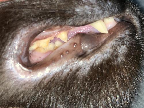 宠物猫咪的牙结石如何扣除（从饮食、口腔卫生到医疗方法）