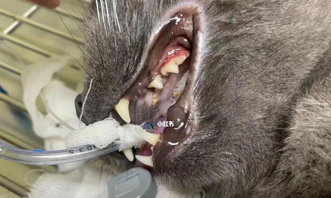 猫咪牙周炎饮食指南——（让你的爱猫远离口腔疾病）