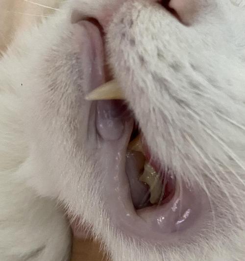 如何预防和治疗猫咪牙龈炎（宠物爱护必看）