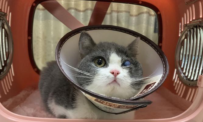 猫咪眼角膜炎药物治疗详解（以宠物为主）